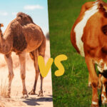 Kamelmilch vs. Kuhmilch: Was ist besser?