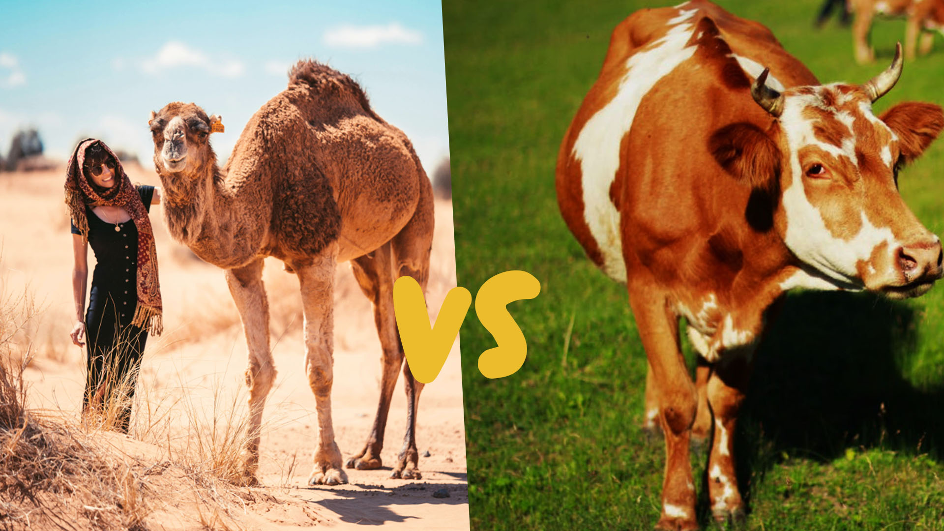 Kamelmilch vs. Kuhmilch: Was ist besser?